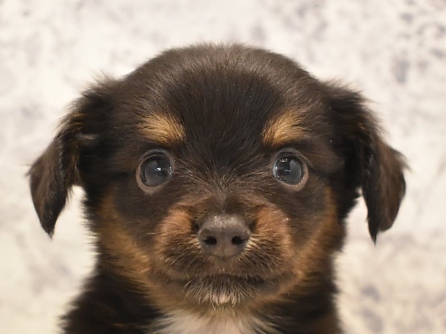 千葉県のハーフ犬 (ペッツワン幕張店/2024年2月1日生まれ/男の子/ブラックタン)の子犬